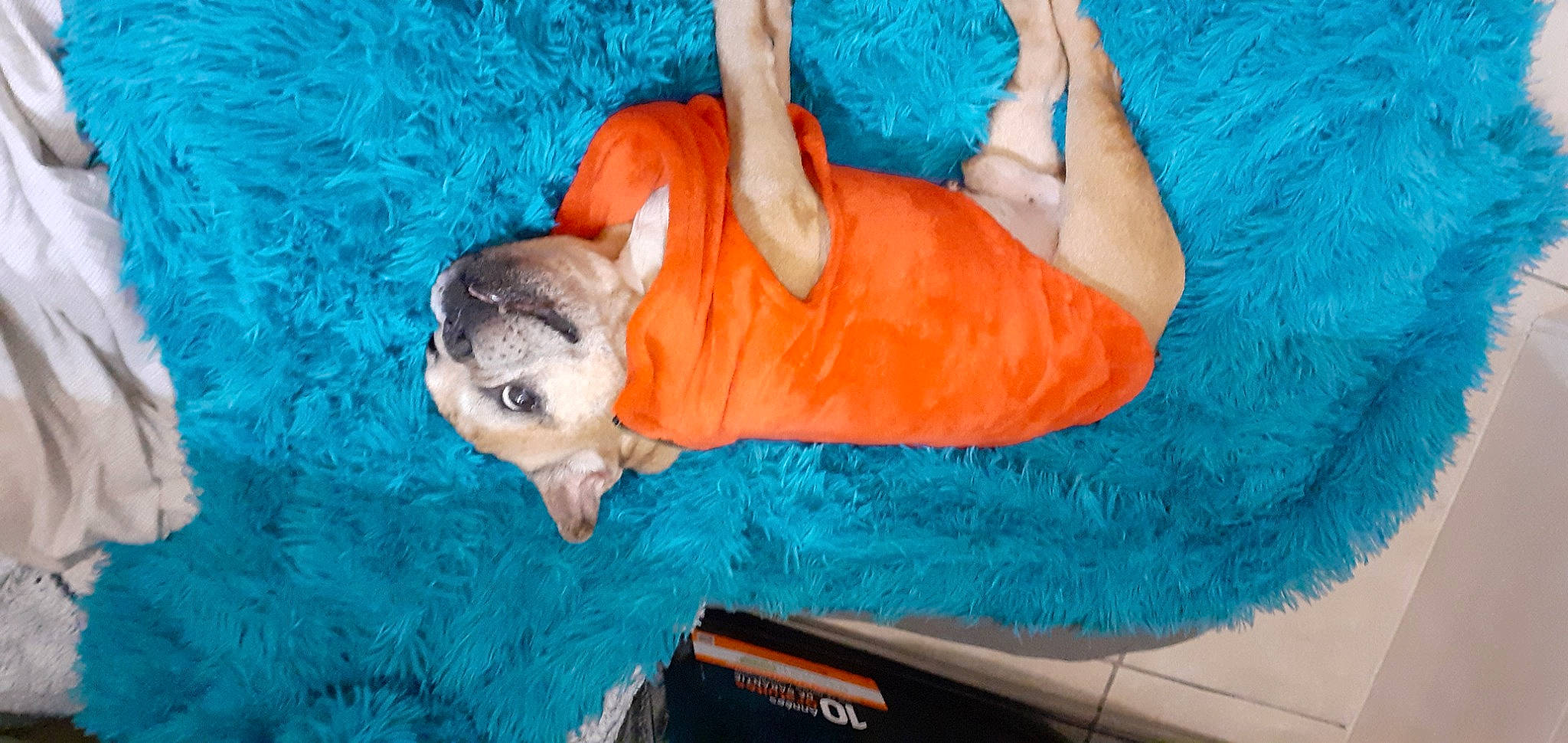 Balou participe au concours pour gagner de l'argent avec cette photo : azure, blue, canidae, carnivore, comfort, companion_dog, dog, dog_breed, dog_clothes, dog_supply, electric_blue, fawn, fun, fur, leisure, linens, sporting_group, tail, terrestrial_animal, toy_dog