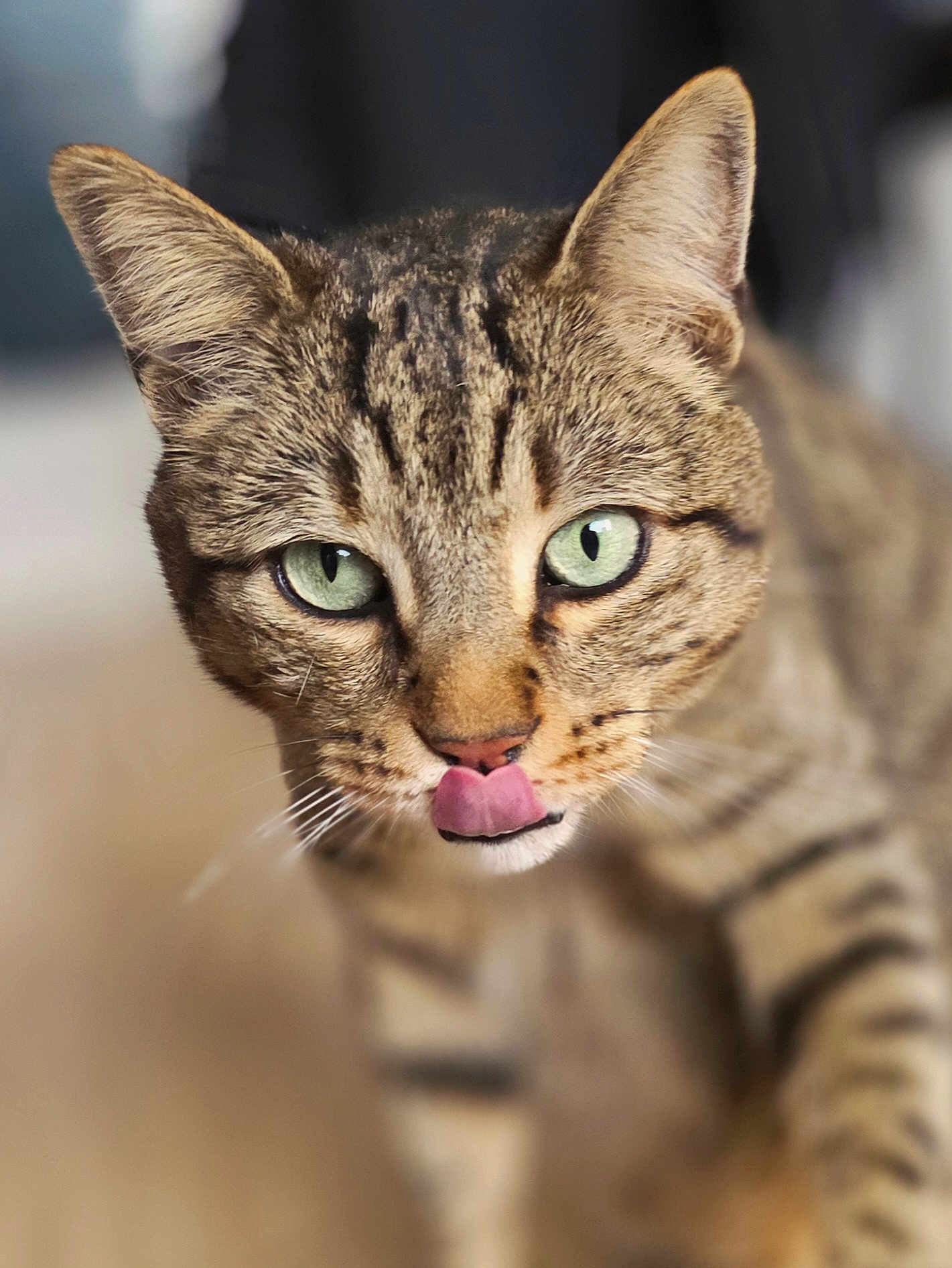 Fango participe au concours pour gagner de l'argent avec cette photo : cat, tabby_cat, feline, close_up, green_eyes, tongue_out, whiskers, ears, nose, fur, striped, pet, portrait, indoor, shallow_depth_of_field, focused, cute, curious, looking_at_camera, domestic_cat