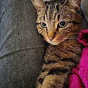 Fango a rejoint le concours — aidez-le/la à gagner de superbes lots ! cat, tabby_cat, pet, close_up, portrait, lap, jeans, denim, pink_blanket, knit_blanket, whiskers, green_eyes, fur, ears, paw, relaxed, indoor, sofa, textile, cozy
