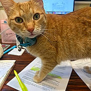 Juice is registered to the contest to win money with this photo: cat, orange_tabby, collar, bell, desk, papers, highlighter, computer, blurred_background, stationary, indoor, pet, curious, close_up, wooden_surface, study, work, feline, domestic_animal, interrupting