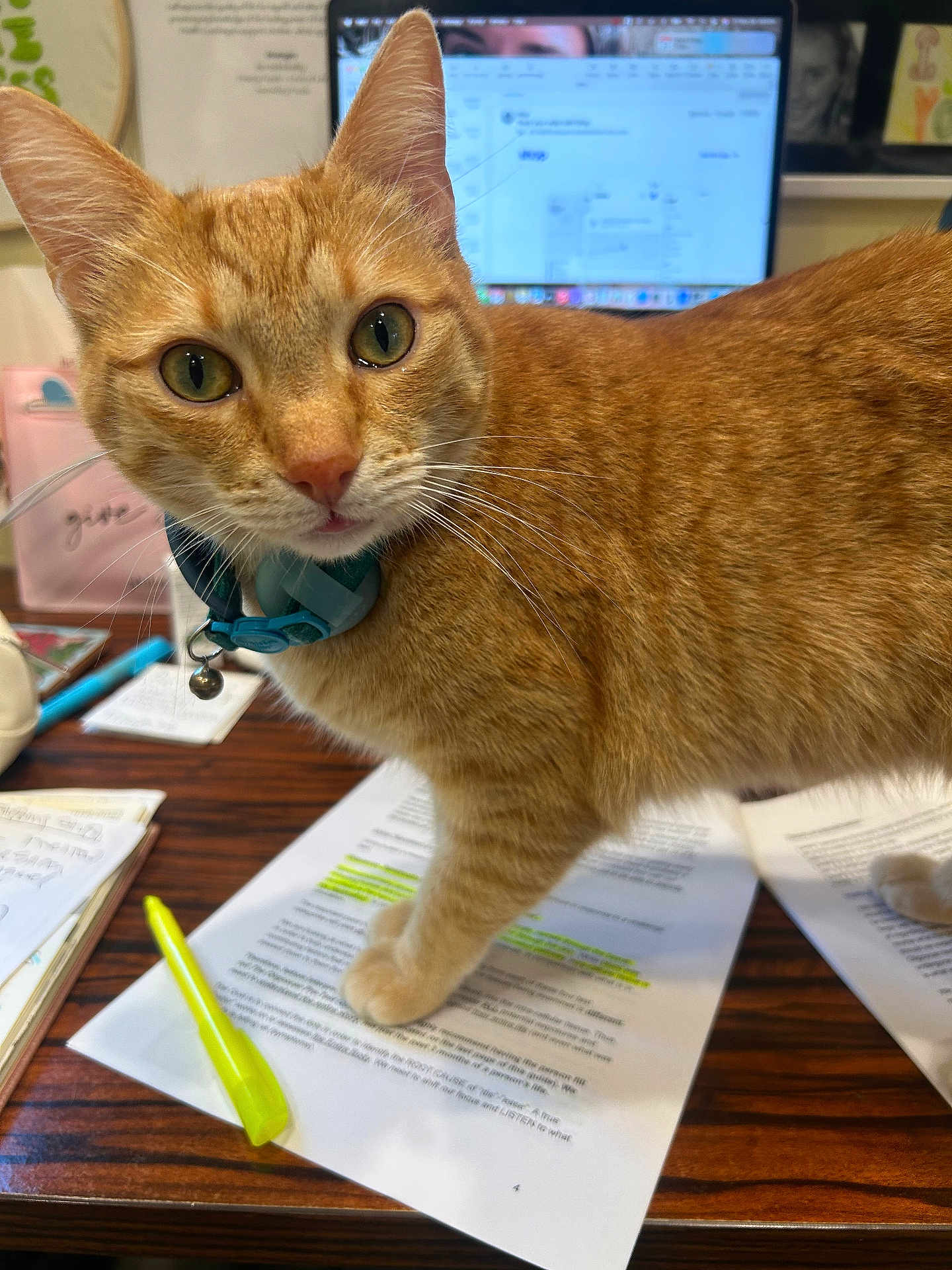 Juice is registered to the contest to win money with this photo: cat, orange_tabby, collar, bell, desk, papers, highlighter, computer, blurred_background, stationary, indoor, pet, curious, close_up, wooden_surface, study, work, feline, domestic_animal, interrupting