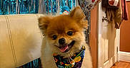 Benito joined the competition — help win amazing prizes! animal, balloon, bandana, celebration, chair, coats, cute, dog, door, festive, fluffy, happy, indoor, party_hat, pet, pomeranian, portrait, smiling, streamers, wooden_floor