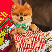 Benito joined the competition — help win amazing prizes! animal, christmas, cozy, cute, dog, festive, fluffy, gift, holding, holiday, indoor, pajamas, patterned_pants, person, pet, pomeranian, puppy, red_shirt, sitting, wrapped_present