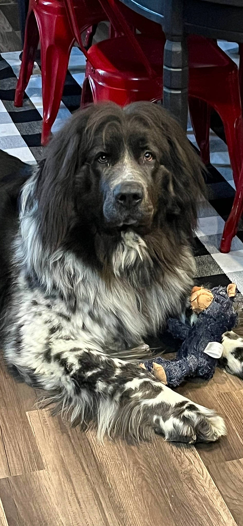 Kevin is registered to the contest to win money with this photo: ancient_dog_breeds, automotive_tire, canidae, carnivore, chair, companion_dog, dog, dog_breed, flooring, fur, gaddi_kutta, hardwood, snout, sporting_group, terrestrial_animal, wood, working_animal, working_dog