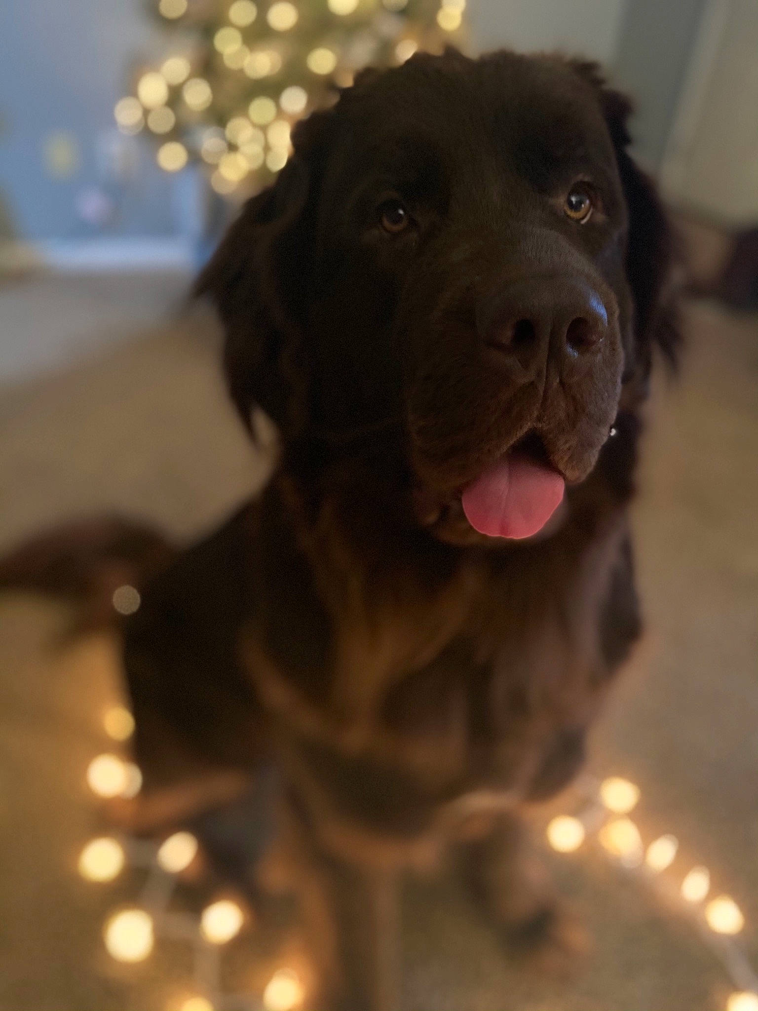 Chloe joined the competition — help win amazing prizes! ancient_dog_breeds, brown, canidae, carnivore, companion_dog, dog, dog_breed, fawn, fur, gun_dog, hunting_dog, iris, liver, retriever, snout, sporting_group, tongue, working_animal, working_dog