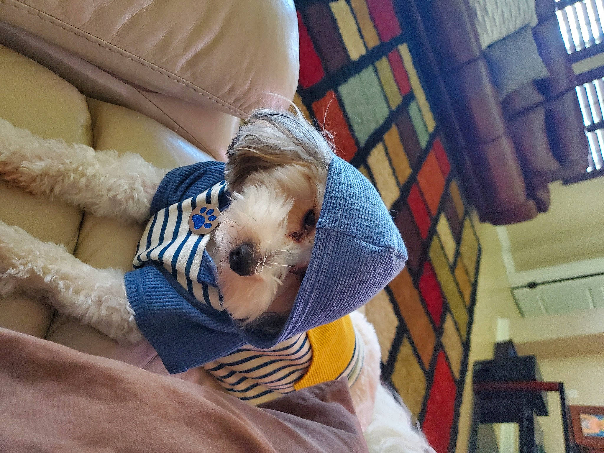 Sosa joined the competition — help win amazing prizes! canidae, carnivore, companion_dog, daylighting, dog, dog_breed, dog_clothes, dog_supply, maltepoo, mammal, non_sporting_group, pet_supply, puppy, shelf, small_terrier, snout, sporting_group, terrier, toy_dog, working_animal