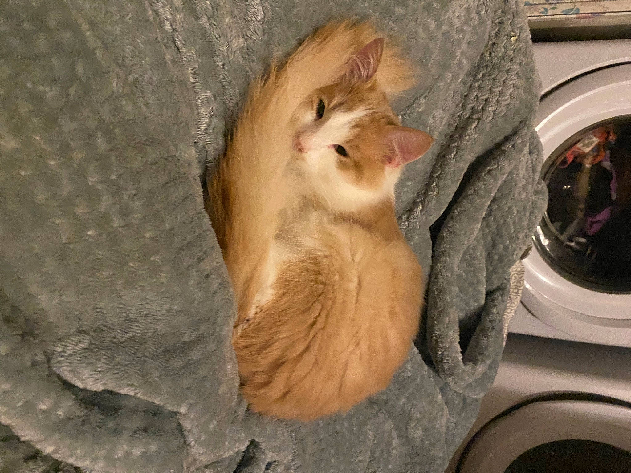 Percy joined the competition — help win amazing prizes! automotive_tire, carnivore, cat, clothes_dryer, comfort, domestic_short_haired_cat, fawn, felidae, fur, gas, home_appliance, laundry, laundry_room, major_appliance, paw, small_to_medium_sized_cats, tail, washing_machine, whiskers, wood