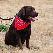 Leon a rejoint le concours — aidez-le/la à gagner de superbes lots ! animal, bandana, canine, chocolate_labrador, companion, dog, dry_grass, grass, happy, labrador, leash, mammal, nature, outdoor, panting, pet, red_bandana, sitting, summer, tongue_out