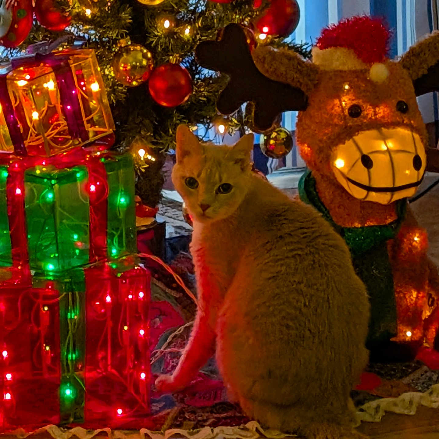 Missyprissy joined the competition — help win amazing prizes! animal, cat, celebration, christmas_lights, christmas_tree, curious_cat, decorations, festive, gift_boxes, holiday, holiday_decor, indoor, lights, ornaments, pet, reindeer_decoration, santa_hat, seasonal, warm_lighting, wooden_floor