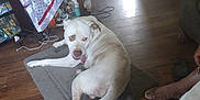 Kash is registered to the contest to win money with this photo: dog, white_dog, indoor, floor, mat, wooden_floor, foot, person, furniture, table, cloth, container, heater, slipper, pet, animal, resting, tongue_out, cozy, home