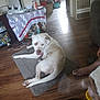 dog, white_dog, indoor, floor, mat, wooden_floor, foot, person, furniture, table, cloth, container, heater, slipper, pet, animal, resting, tongue_out, cozy, home