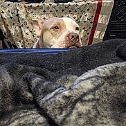 Sassy joined the competition — help win amazing prizes! dog, blanket, table, clutter, patterned_cloth, indoor, pet, curious, face, brown, white, fur, snout, resting, domestic_animal, household, fabric, container, miscellaneous_items, closeup
