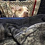 dog, blanket, table, clutter, patterned_cloth, indoor, pet, curious, face, brown, white, fur, snout, resting, domestic_animal, household, fabric, container, miscellaneous_items, closeup