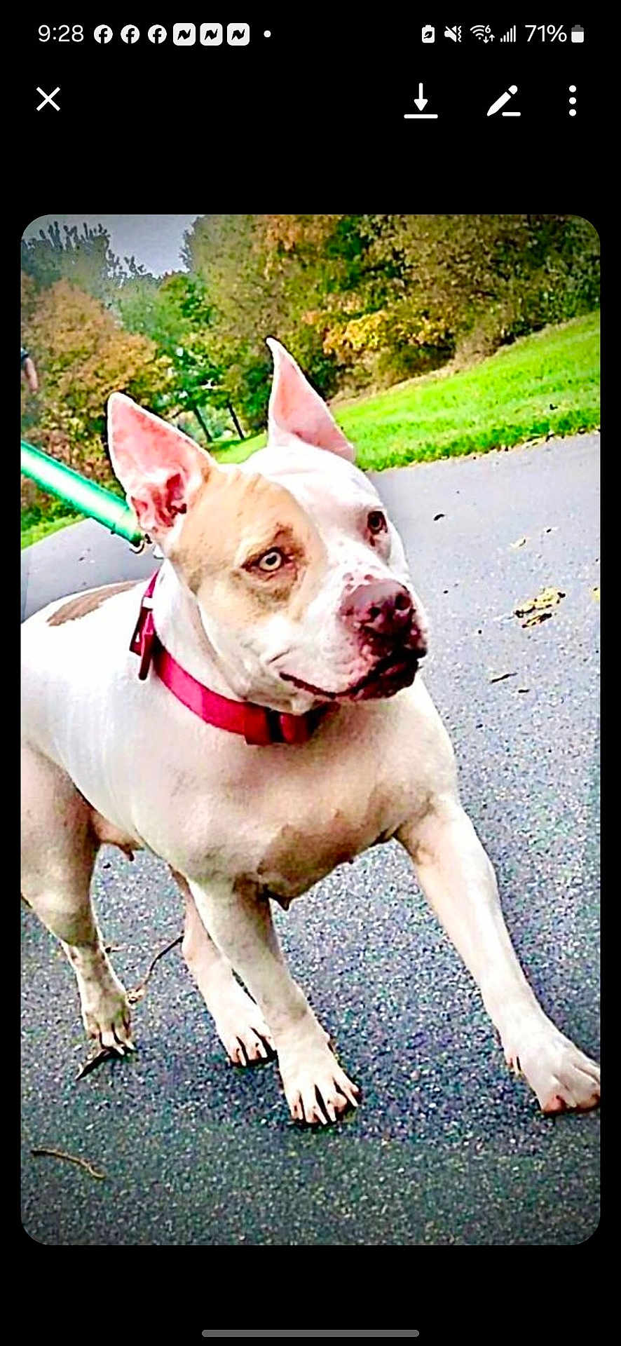 Sassy joined the competition — help win amazing prizes! dog, animal, pet, walking, leash, outdoor, pavement, greenery, park, ears, collar, focused, canine, white_dog, brown_patch, nature, side_view, daylight, mammal, active