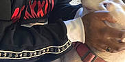 Sassy is registered to the contest to win money with this photo: affection, animal, casual, clothing, collar, comfort, couch, dog, fabric, facepart, friendship, hand, home, hoodie, indoor, pajamas, person, pet, relaxed, seated