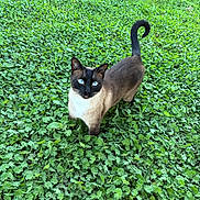 Marvin joined the competition — help win amazing prizes! cat, siamese_cat, blue_eyes, animal, pet, outdoor, greenery, grass, plants, nature, fur, tail, curled_tail, looking_up, whiskers, daylight, mammal, alert, standing, leafy_ground