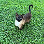 cat, siamese_cat, blue_eyes, animal, pet, outdoor, greenery, grass, plants, nature, fur, tail, curled_tail, looking_up, whiskers, daylight, mammal, alert, standing, leafy_ground