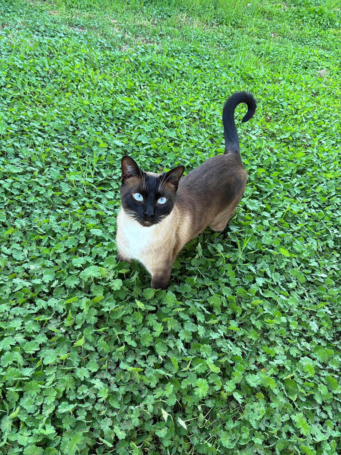 Marvin