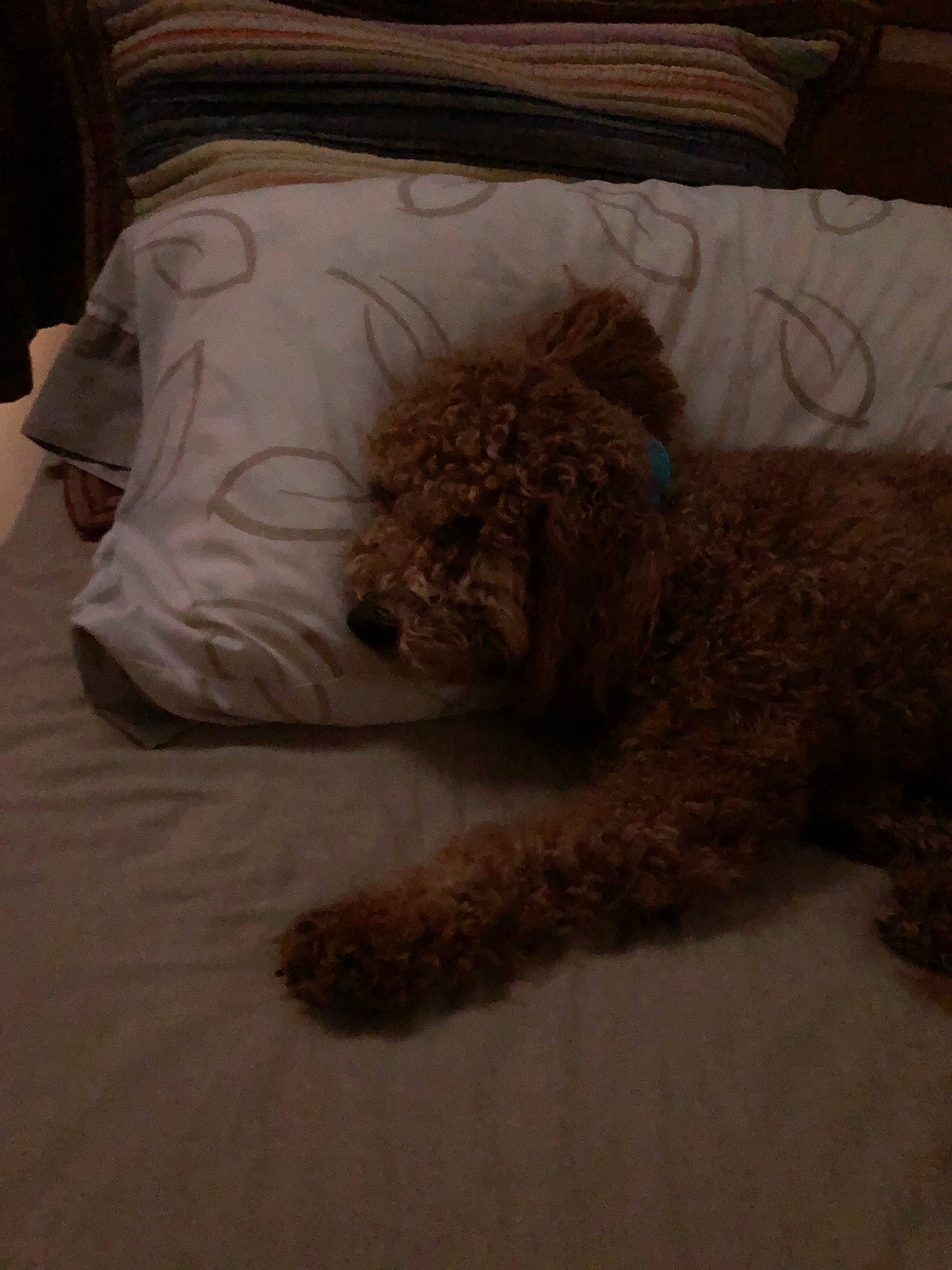 Mi-mo joined the competition — help win amazing prizes! barbet, canidae, carnivore, cockapoo, companion_dog, dog, dog_breed, goldendoodle, irish_soft_coated_wheaten_terrier, labradoodle, lagotto_romagnolo, miniature_poodle, non_sporting_group, puppy, schnoodle, spanish_water_dog, sporting_group, toy_dog, toy_poodle, water_dog