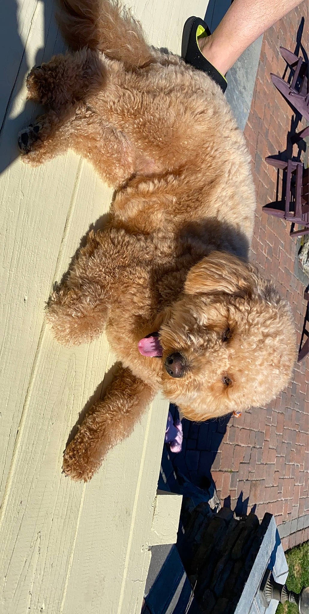 Mi-mo is registered to the contest to win money with this photo: airedale_terrier, border_terrier, canidae, carnivore, dog, dog_breed, fur, labradoodle, mammal, snout, terrier