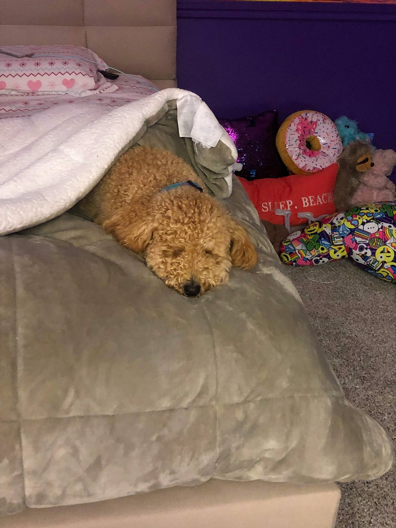 Mi-mo joined the competition — help win amazing prizes! bed, bed_sheet, bedding, bedroom, canidae, carnivore, comfort, companion_dog, dog, dog_breed, furniture, goldendoodle, linens, nap, pillow, poodle, room, sleep, textile