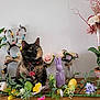 Rajah is registered to the contest to win money with this photo: cat, collar, colorful, cute, decor, easter_egg, festive, floral_arrangement, flower, greenery, indoor, ornament, pet, plant, purple_bunny, spring, still_life, tortoiseshell, vase, wooden_table