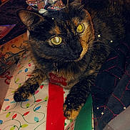 Rajah joined the competition — help win amazing prizes! animal, cat, collar, colorful, cozy, cute, feline, festive, gift_bow, holiday, indoor, lying_down, pet, relaxed, sparkles, tag, tattoo, television, tortoiseshell_cat, wrapping_paper