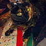 animal, cat, collar, colorful, cozy, cute, feline, festive, gift_bow, holiday, indoor, lying_down, pet, relaxed, sparkles, tag, tattoo, television, tortoiseshell_cat, wrapping_paper