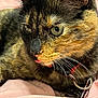 Rajah joined the competition — help win amazing prizes! animal, cat, close_up, collar, cute, domestic_cat, feline, fur, green_eyes, indoor, pet, pink_fabric, portrait, relaxed, resting, soft_texture, tag, tongue_out, tortoiseshell, whiskers