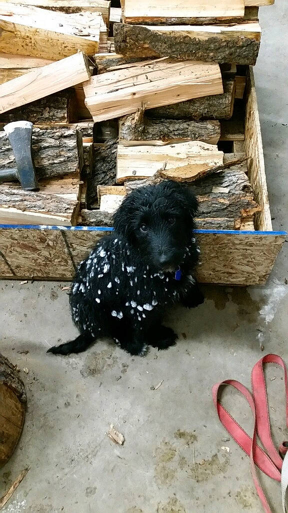 Louis joined the competition — help win amazing prizes! art, automotive_tire, canidae, carnivore, collar, companion_dog, concrete, dog, dog_breed, dog_supply, flooring, pet_supply, snout, soil, sporting_group, tail, toy_dog, water_dog, wood, working_animal