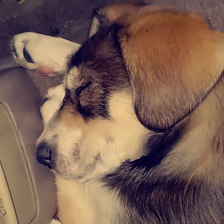 Remi