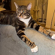 Hermès participe au concours pour gagner de l'argent avec cette photo : cat, tabby, indoor, couch, furniture, window, fan, stool, pet, animal, relaxed, alert, living_room, fur, paws, whiskers, domestic, mammal, striped, resting