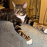 cat, tabby, indoor, couch, furniture, window, fan, stool, pet, animal, relaxed, alert, living_room, fur, paws, whiskers, domestic, mammal, striped, resting