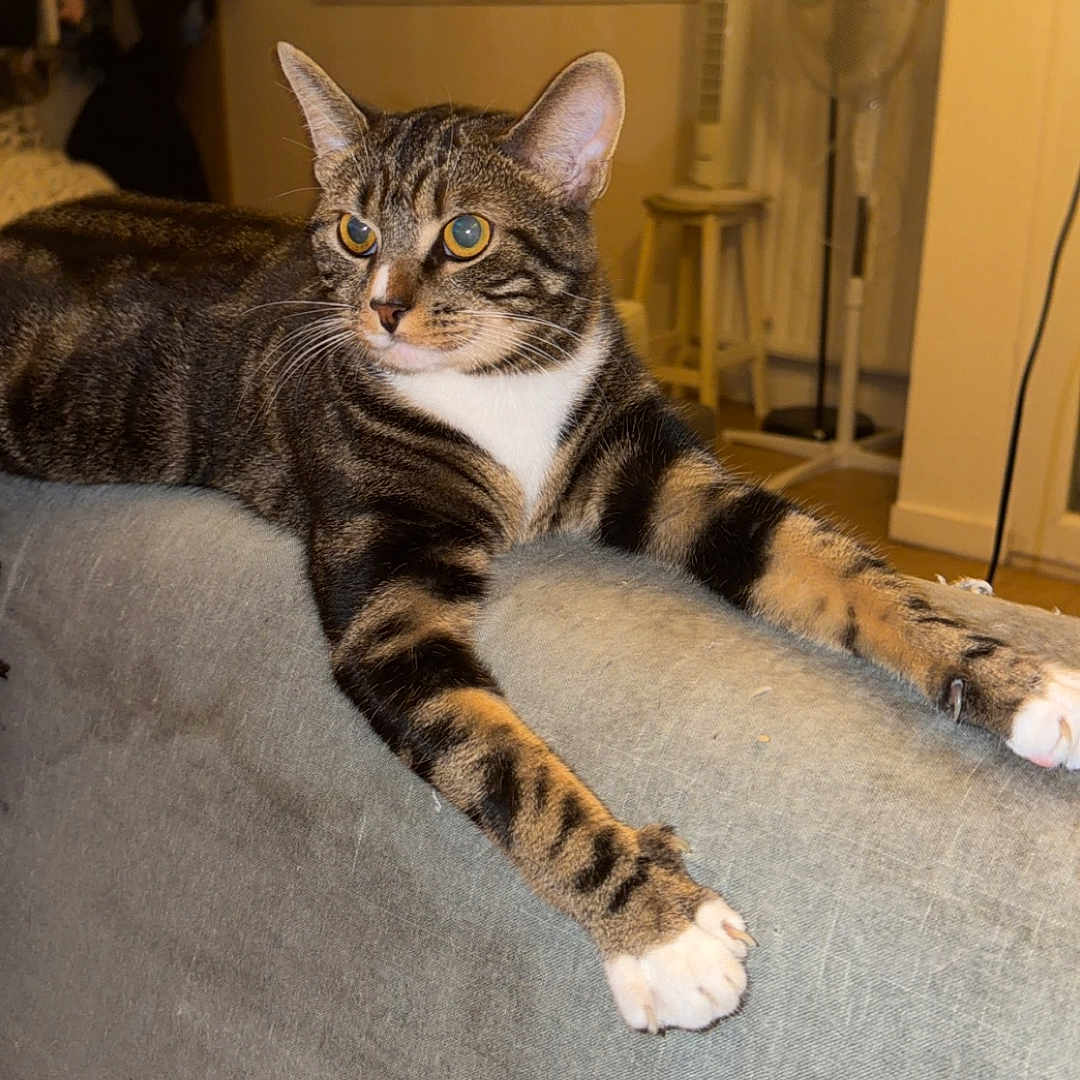 Hermès participe au concours pour gagner de l'argent avec cette photo : cat, tabby, indoor, couch, furniture, window, fan, stool, pet, animal, relaxed, alert, living_room, fur, paws, whiskers, domestic, mammal, striped, resting