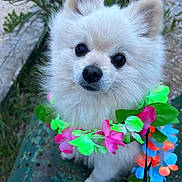 Chupa participe au concours pour gagner de l'argent avec cette photo : adorable, animal, bench, close_up, colorful, cute, dog, flower_lei, fluffy, greenery, leash, looking_up, nature, outdoor, pet, pomeranian, portrait, sitting, small_dog, white_fur