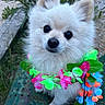 adorable, animal, bench, close_up, colorful, cute, dog, flower_lei, fluffy, greenery, leash, looking_up, nature, outdoor, pet, pomeranian, portrait, sitting, small_dog, white_fur