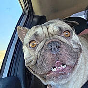 Gus is registered to the contest to win money with this photo: dog, french_bulldog, close_up, car, window, pet, canine, animal, smiling, tongue, ears, face, fur, collar, seat, daytime, indoors, transportation, happy, companion