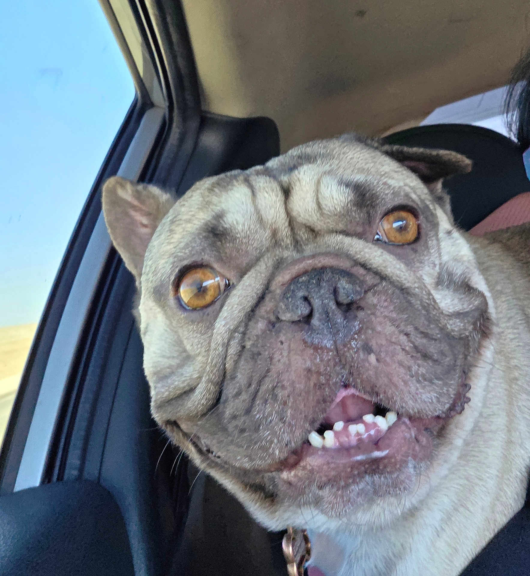 Gus is registered to the contest to win money with this photo: dog, french_bulldog, close_up, car, window, pet, canine, animal, smiling, tongue, ears, face, fur, collar, seat, daytime, indoors, transportation, happy, companion