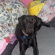 Gunther is registered to the contest to win money with this photo: bed, bedding, black_dog, blanket, canine, collar, comfort, dog, domestic, floral_pattern, furniture, indoor, looking_at_camera, lying_down, pet, pillow, pink_wall, resting, tag, yellow_pillow