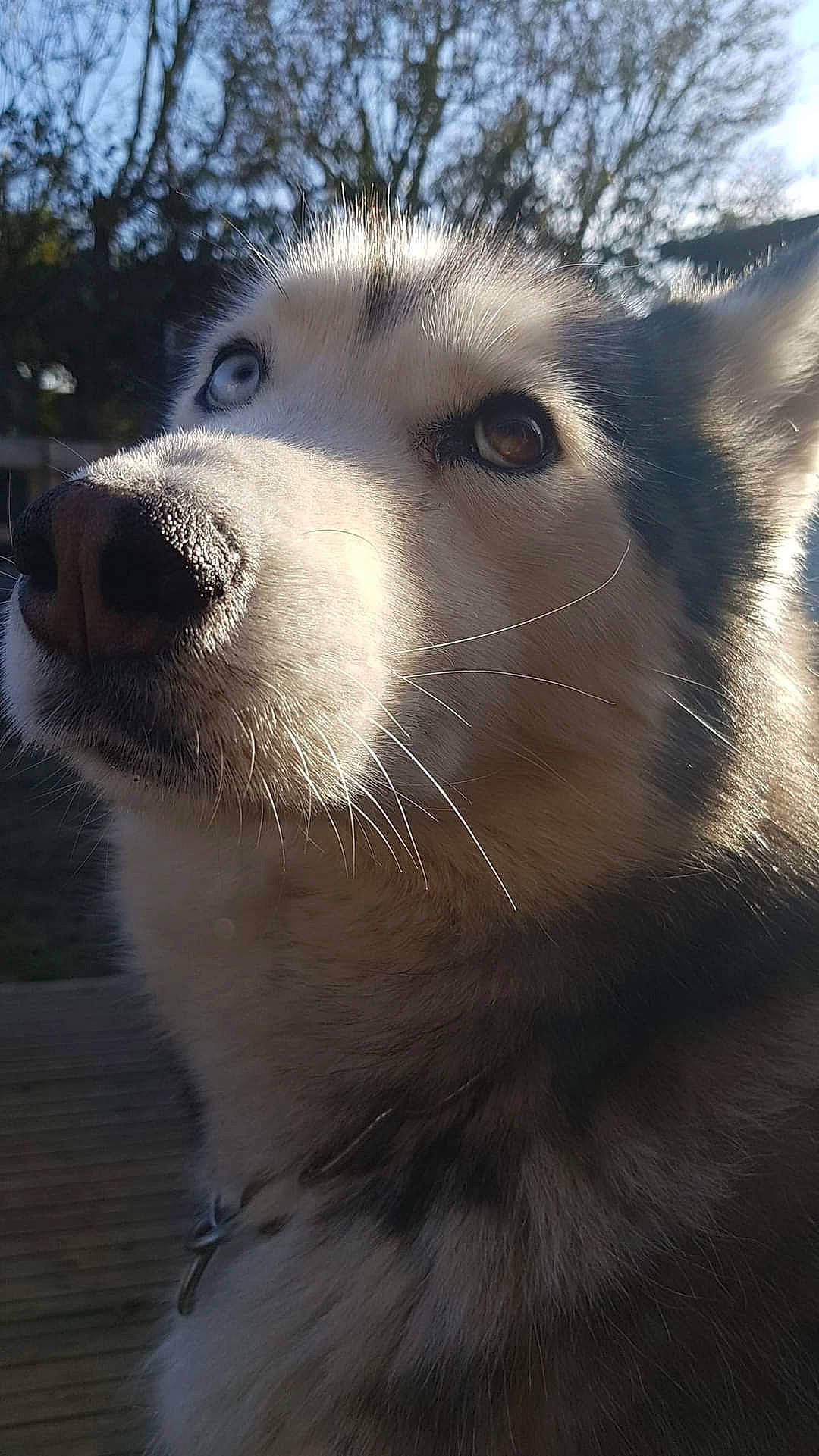 Max a rejoint le concours — aidez-le/la à gagner de superbes lots ! carnivore, dog_breed, eye, fawn, fur, marsupial, meteorological_phenomenon, mustelidae, procyonidae, sky, snout, terrestrial_animal, whiskers, wildlife