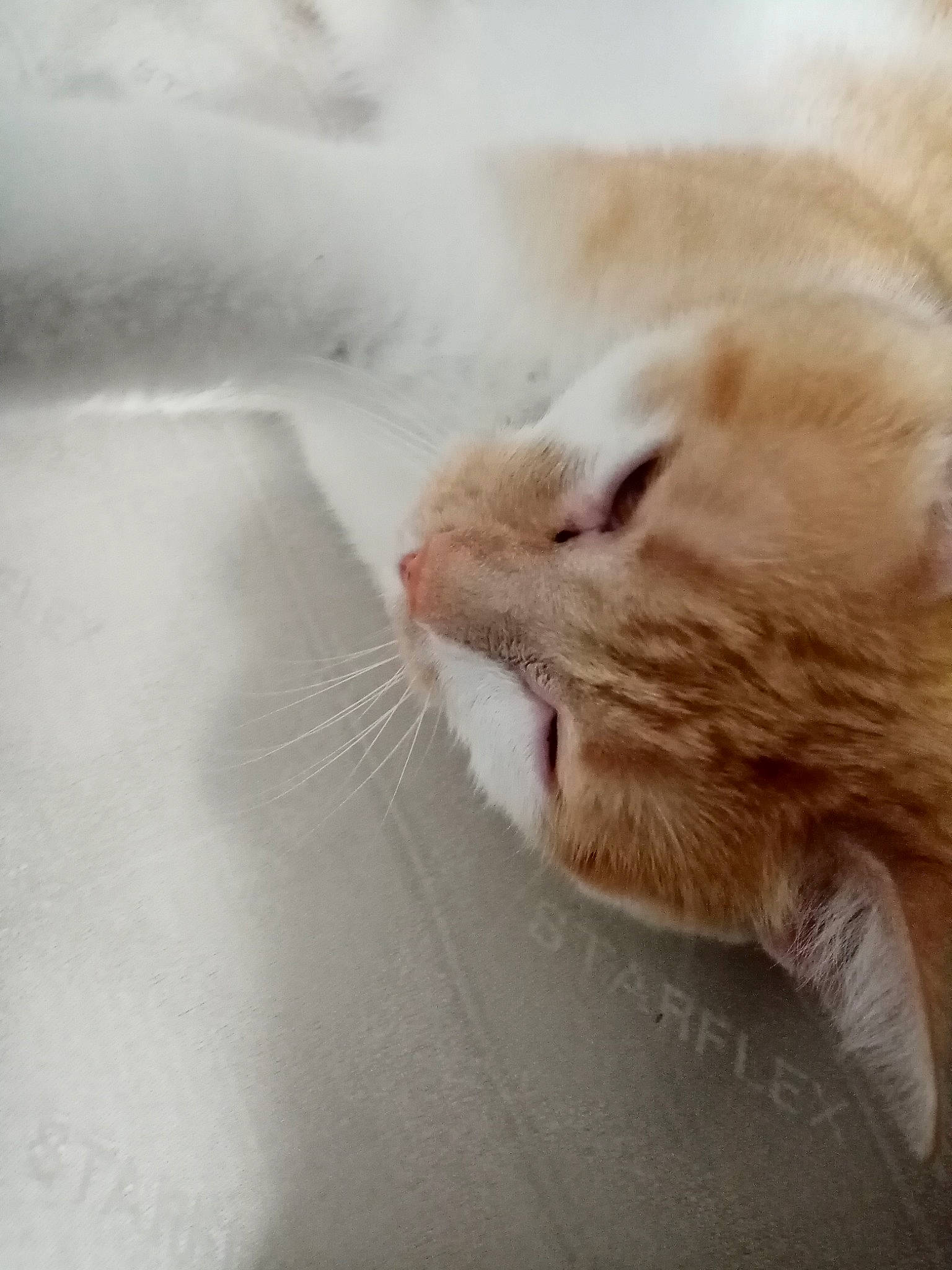 Opal participe au concours pour gagner de l'argent avec cette photo : aegean_cat, carnivore, cat, close_up, european_shorthair, eye, facial_expression, fawn, felidae, fur, kitten, mouth, nose, paw, sand, small_to_medium_sized_cats, snout, tail, turkish_van, whiskers