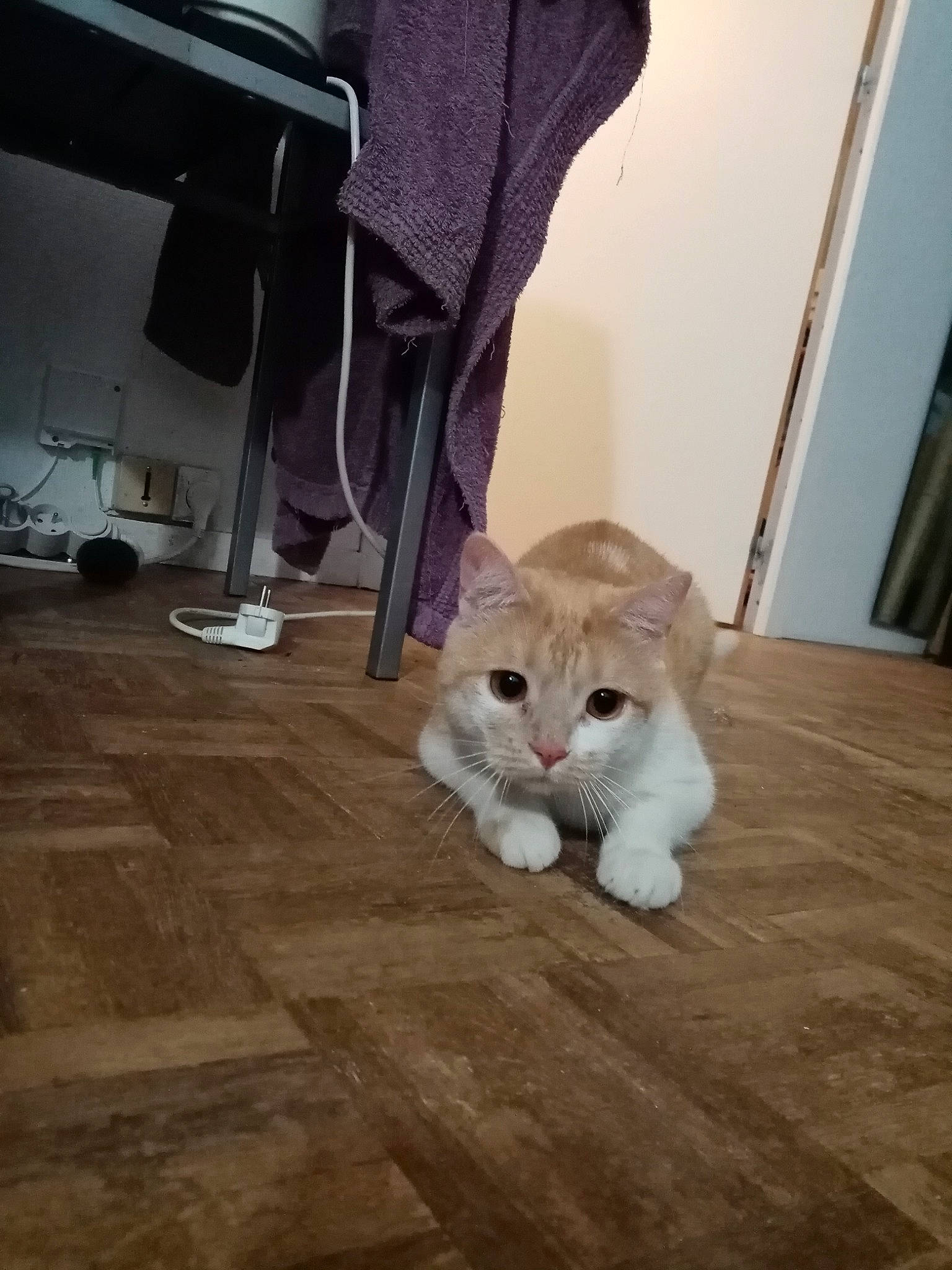 Opal a rejoint le concours — aidez-le/la à gagner de superbes lots ! american_curl, asian, burmilla, carnivore, cat, domestic_short_haired_cat, european_shorthair, eye, felidae, floor, flooring, fur, hardwood, kitten, mammal, scottish_fold, small_to_medium_sized_cats, snout, whiskers, wood