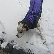 Abby joined the competition — help win amazing prizes! dog, snow, winter_coat, outdoor, paw_prints, wooden_deck, cold_weather, pet, canine, animal, playful, white_snow, fur, sniffing, frozen, winter, nature, daylight, curious, coat