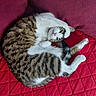 cat, tabby, pet, animal, sleeping, curled_up, red_blanket, quilted, fur, whiskers, paw, cute, domestic, cozy, resting, indoor, relaxation, striped, feline, soft