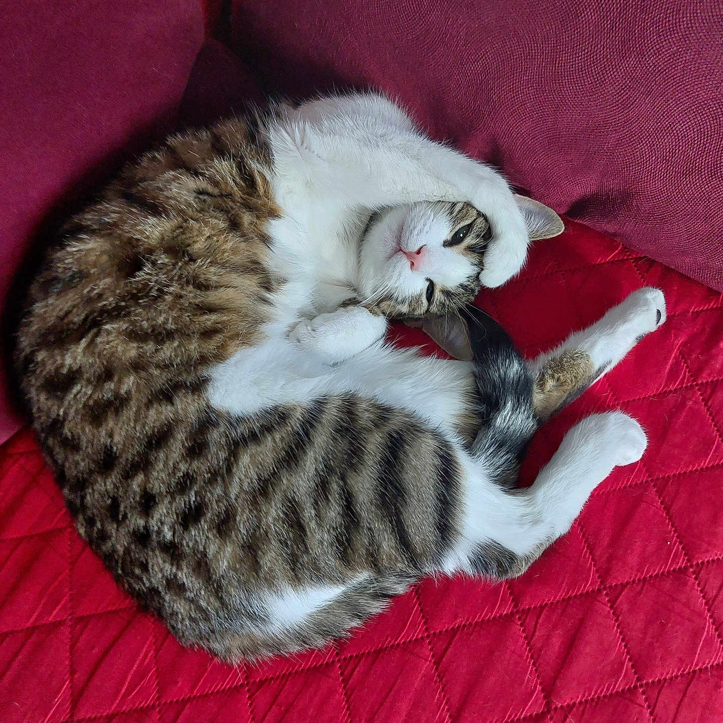 Albane a rejoint le concours — aidez-le/la à gagner de superbes lots ! cat, tabby, pet, animal, sleeping, curled_up, red_blanket, quilted, fur, whiskers, paw, cute, domestic, cozy, resting, indoor, relaxation, striped, feline, soft