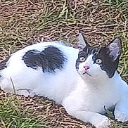 Marly joined the competition — help win amazing prizes! cat, black_and_white, grass, outdoors, lying_down, relaxed, animal, pet, feline, portrait, backyard, ground, nature, fur, paws, tail, ears, eyes, whiskers, photography