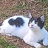 cat, black_and_white, grass, outdoors, lying_down, relaxed, animal, pet, feline, portrait, backyard, ground, nature, fur, paws, tail, ears, eyes, whiskers, photography