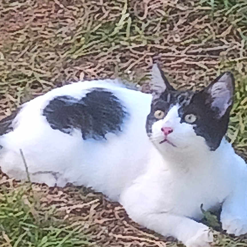 Marly joined the competition — help win amazing prizes! cat, black_and_white, grass, outdoors, lying_down, relaxed, animal, pet, feline, portrait, backyard, ground, nature, fur, paws, tail, ears, eyes, whiskers, photography