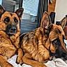 Miles a rejoint le concours — aidez-le/la à gagner de superbes lots ! german_shepherd, dogs, canines, two_dogs, pet, animal, portrait, close_up, lying_down, resting, bed, blanket, indoors, home, fluffy, brown_coat, black_mask, pointed_ears, alert, companionship