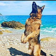 Miles a rejoint le concours — aidez-le/la à gagner de superbes lots ! dog, german_shepherd, beach, seaside, ocean, waves, rocky_shore, blue_sky, sunlight, outdoors, animal, standing, upright_pose, fluffy_fur, wet_fur, large_dog, black_and_tan, coastline, summer, nature